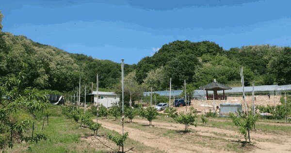 경상북도 김천시 조마면 신안리 산37  미지정 경매 물건 이미지