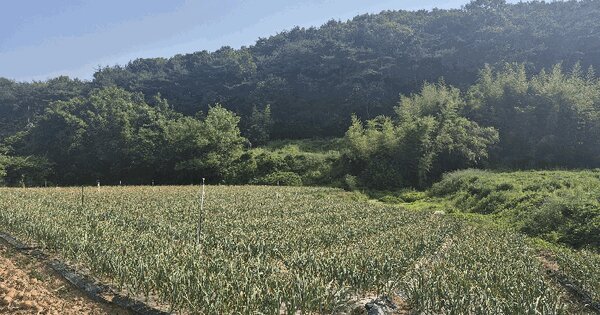 충청남도 서산시 팔봉면 호리 423-2  미지정 경매 물건 이미지