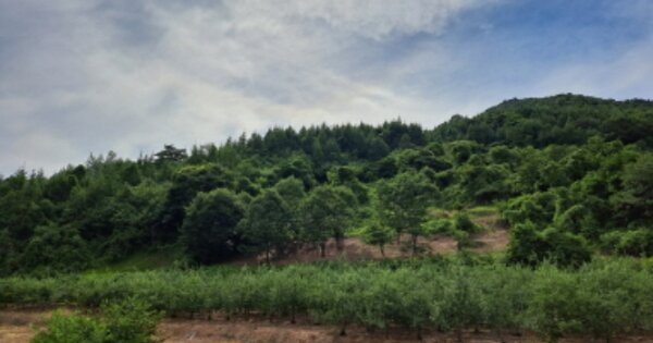 충청북도 제천시 덕산면 도전리 1430 답 경매 물건 이미지