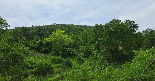 충청북도 제천시 덕산면 도전리 1039 전 경매 물건 이미지