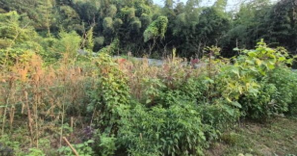 경상남도 고성군 마암면 도전리 943 대지 경매 물건 이미지