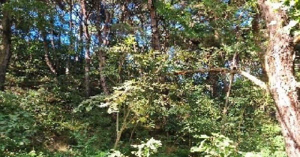 전북특별자치도 남원시 주천면 송치리 산299-2 임야 경매 물건 이미지