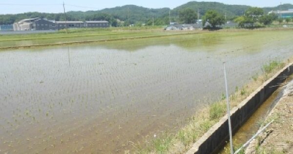 세종특별자치시 연서면 성제리 189-3 답 경매 물건 이미지