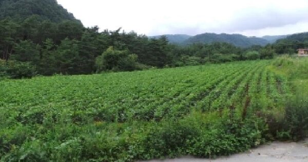 강원특별자치도 평창군 대관령면 병내리 473-4 전 경매 물건 이미지