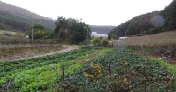 강원특별자치도 정선군 화암면 화암리 986-1 전 경매 물건 이미지