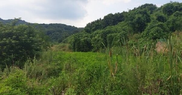 충청남도 예산군 광시면 구례리 390 전 경매 물건 이미지