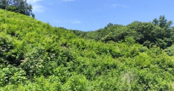 충청남도 서천군 화양면 대등리 산9  미지정 경매 물건 이미지