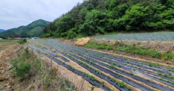 강원특별자치도 정선군 임계면 임계리 165  미지정 경매 물건 이미지
