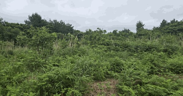 제주특별자치도 서귀포시 남원읍 수망리 591-1  미지정 경매 물건 이미지
