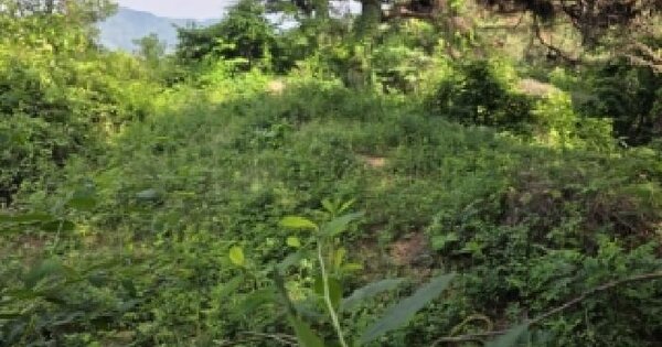경상북도 안동시 녹전면 사신리 340  미지정 경매 물건 이미지