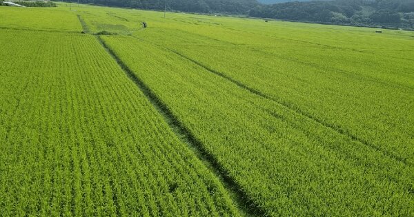 경상북도 포항시 남구 장기면 금오리 492-2 답 경매 물건 이미지