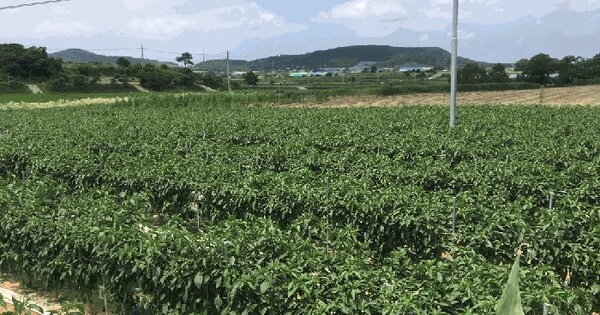 전라남도 해남군 마산면 학의리 53-14 답 경매 물건 이미지