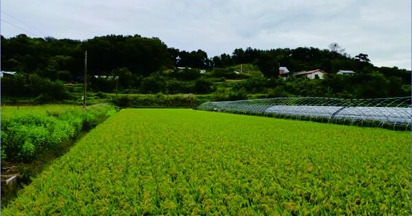 충청남도 논산시 은진면 시묘리 330 답 경매 물건 이미지
