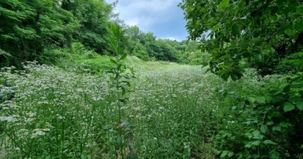충청남도 금산군 제원면 수당리 726-3  미지정 경매 물건 이미지