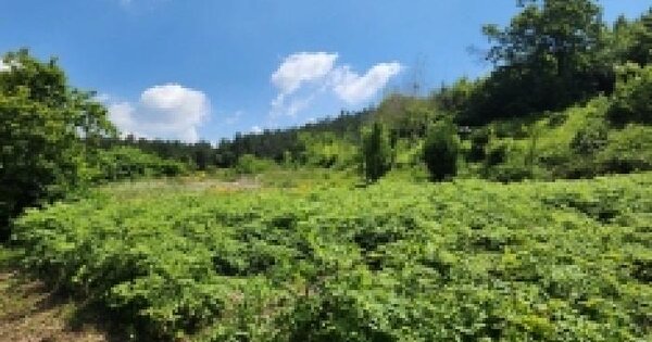 전라남도 보성군 노동면 대련리 182  미지정 경매 물건 이미지