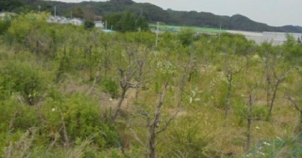 충청북도 청주시 흥덕구 오송읍 연제리 363  미지정 경매 물건 이미지