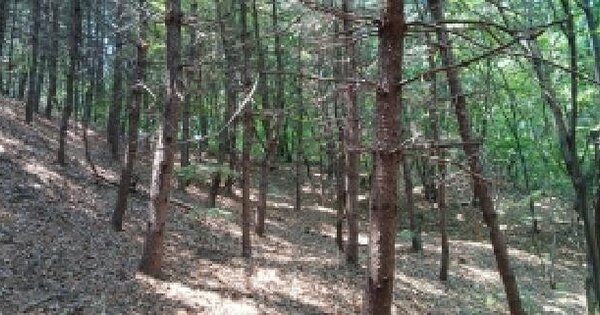경기도 고양시 일산동구 산황동 산174  미지정 경매 물건 이미지