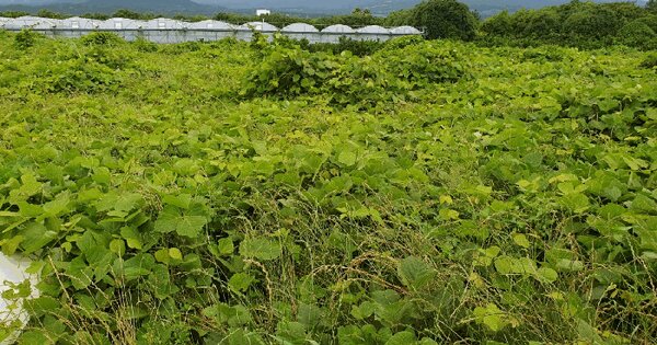 제주특별자치도 서귀포시 토평동 2874-9  미지정 경매 물건 이미지