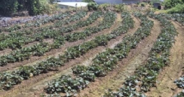 경상남도 고성군 거류면 신용리 1234-2  미지정 경매 물건 이미지