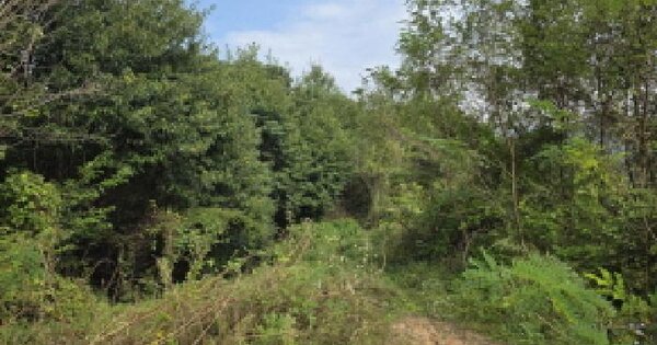 충청북도 제천시 흑석동 산38  미지정 경매 물건 이미지