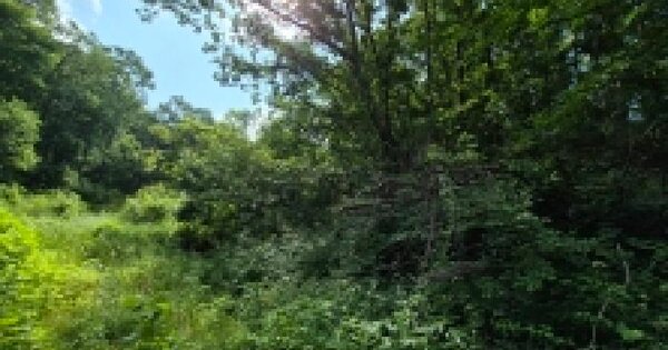 경기도 연천군 백학면 통구리 산95  미지정 경매 물건 이미지
