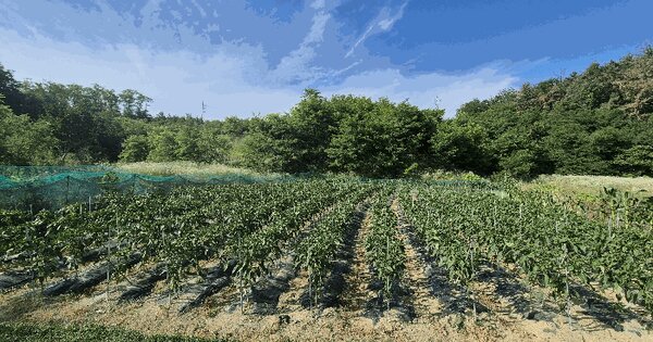 경상남도 창녕군 영산면 신제리 1271-2  미지정 경매 물건 이미지