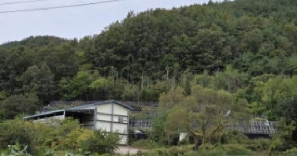 경상북도 안동시 예안면 계곡리 525-1 임야 경매 물건 이미지