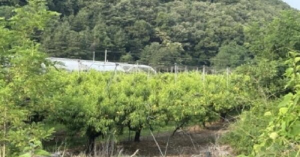 충청북도 보은군 마로면 오천리 74-2  미지정 경매 물건 이미지