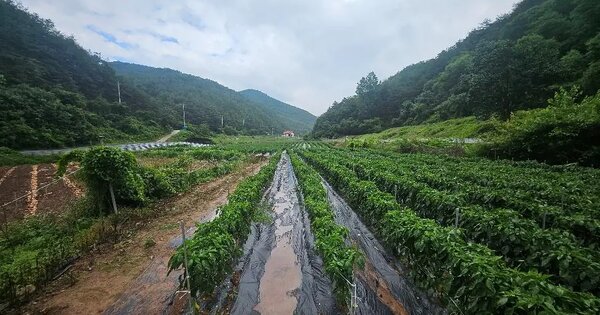 경상북도 안동시 예안면 계곡리 230-1 과수원 경매 물건 이미지