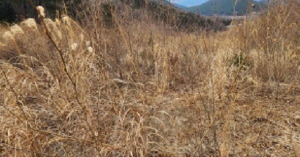 울산광역시 울주군 상북면 등억알프스리 OOO 임야 경매 물건 이미지