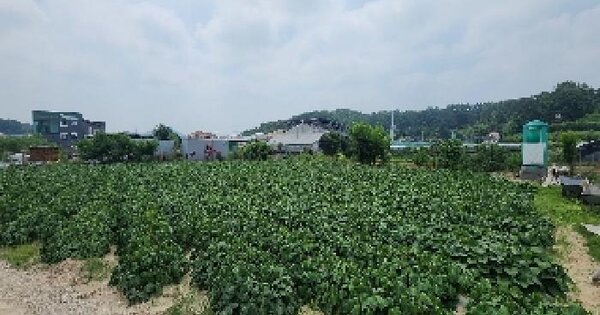 충청북도 옥천군 옥천읍 장야리 386 답 경매 물건 이미지