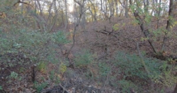 경기도 과천시 주암동 산19 임야 경매 물건 이미지