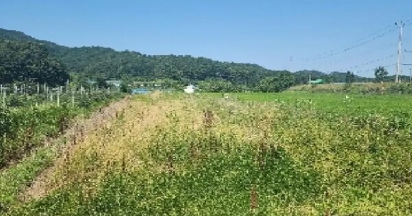 충청북도 영동군 매곡면 어촌리 23 답 경매 물건 이미지