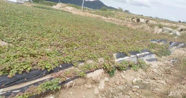 충청남도 공주시 계룡면 하대리 260-11 전 경매 물건 이미지