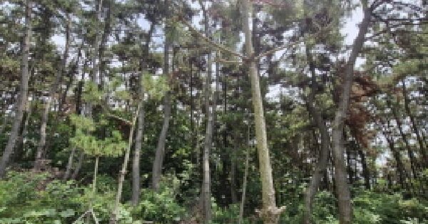 경기도 안산시 단원구 대부동동 218-15 임야 경매 물건 이미지