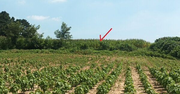 경기도 여주시 대신면 장풍리 473 전 경매 물건 이미지