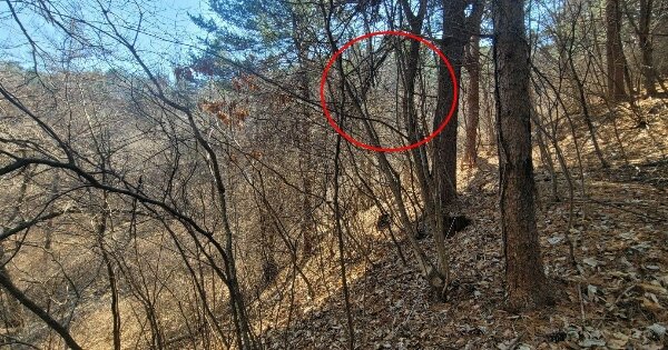 경기도 양평군 서종면 수능리 산70-128 임야 경매 물건 이미지