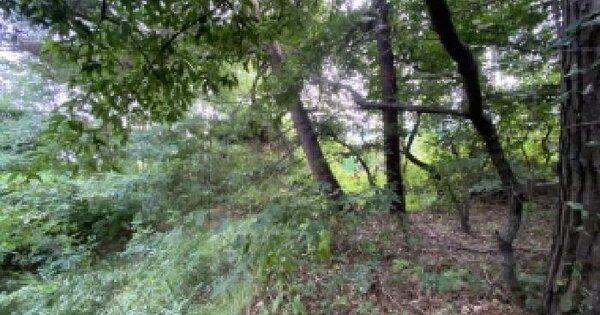 충청남도 당진시 송악읍 한진리 산48-11 임야 경매 물건 이미지