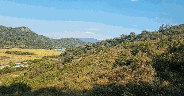 경상남도 김해시 진영읍 본산리 48-2 과수원 경매 물건 이미지