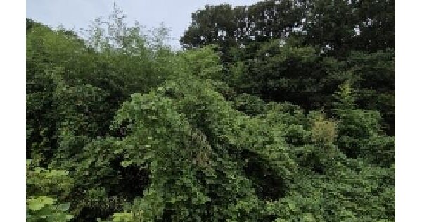 전라남도 영광군 묘량면 운당리 415 대지 경매 물건 이미지