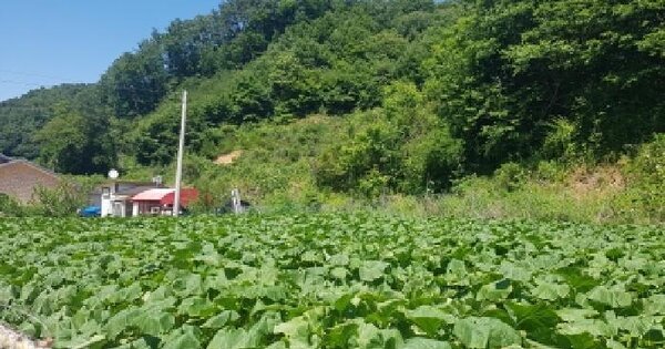 충청남도 천안시 동남구 광덕면 광덕리 산385-2  미지정 경매 물건 이미지