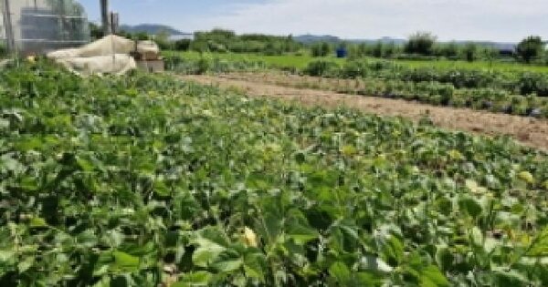 경기도 안산시상록구 본오동 588-518 전 경매 물건 이미지