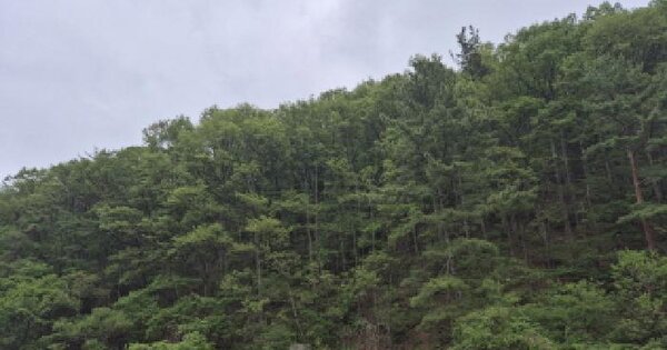 울산광역시 울주군 온양읍 내광리 산94-5 임야 경매 물건 이미지