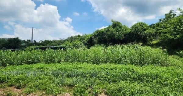 광주광역시 남구 도금동 89 전 경매 물건 이미지