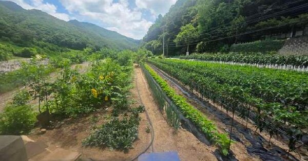 충청북도 제천시 청풍면 장선리 276  미지정 경매 물건 이미지