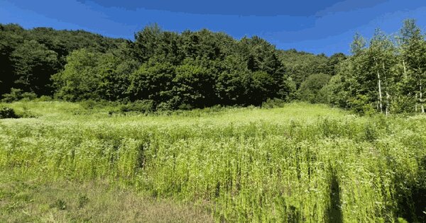 강원특별자치도 인제군 기린면 방동리 35  미지정 경매 물건 이미지