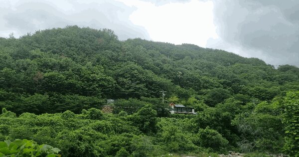 경상남도 밀양시 산내면 삼양리 산38-3  미지정 경매 물건 이미지