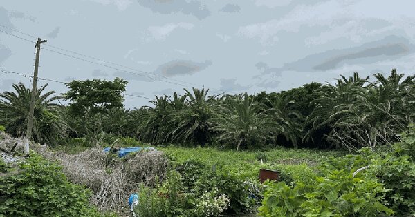 제주특별자치도 제주시 구좌읍 하도리 3317-1  미지정 경매 물건 이미지