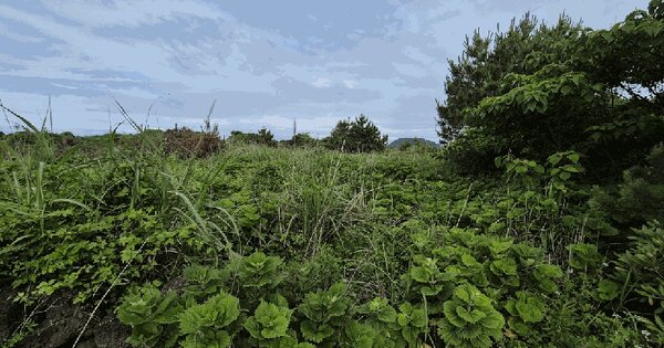 제주특별자치도 제주시 구좌읍 김녕리 5721  미지정 경매 물건 이미지