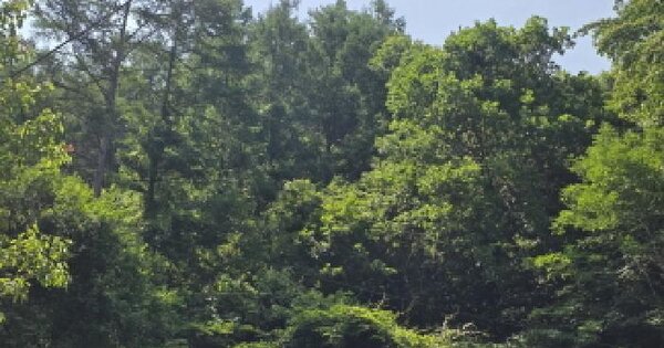 충청북도 제천시 송학면 오미리 산60 임야 경매 물건 이미지